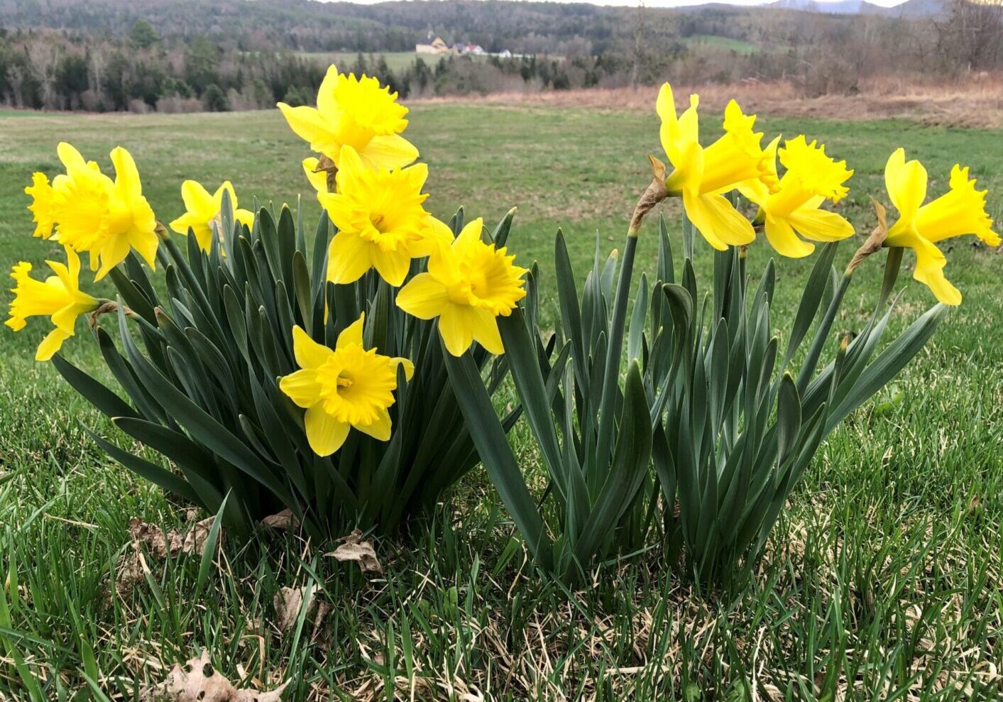 2021 spring daffodils