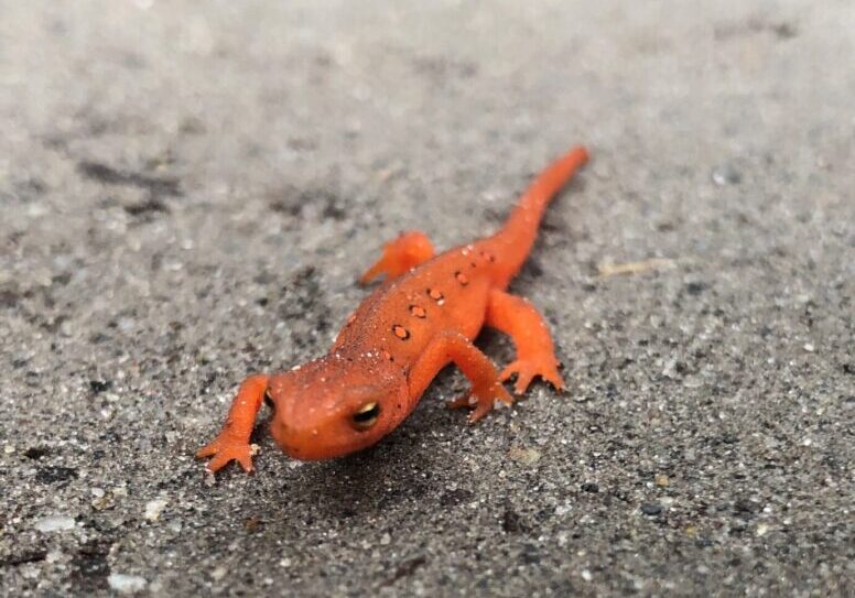 A red lizard is sitting on the ground.