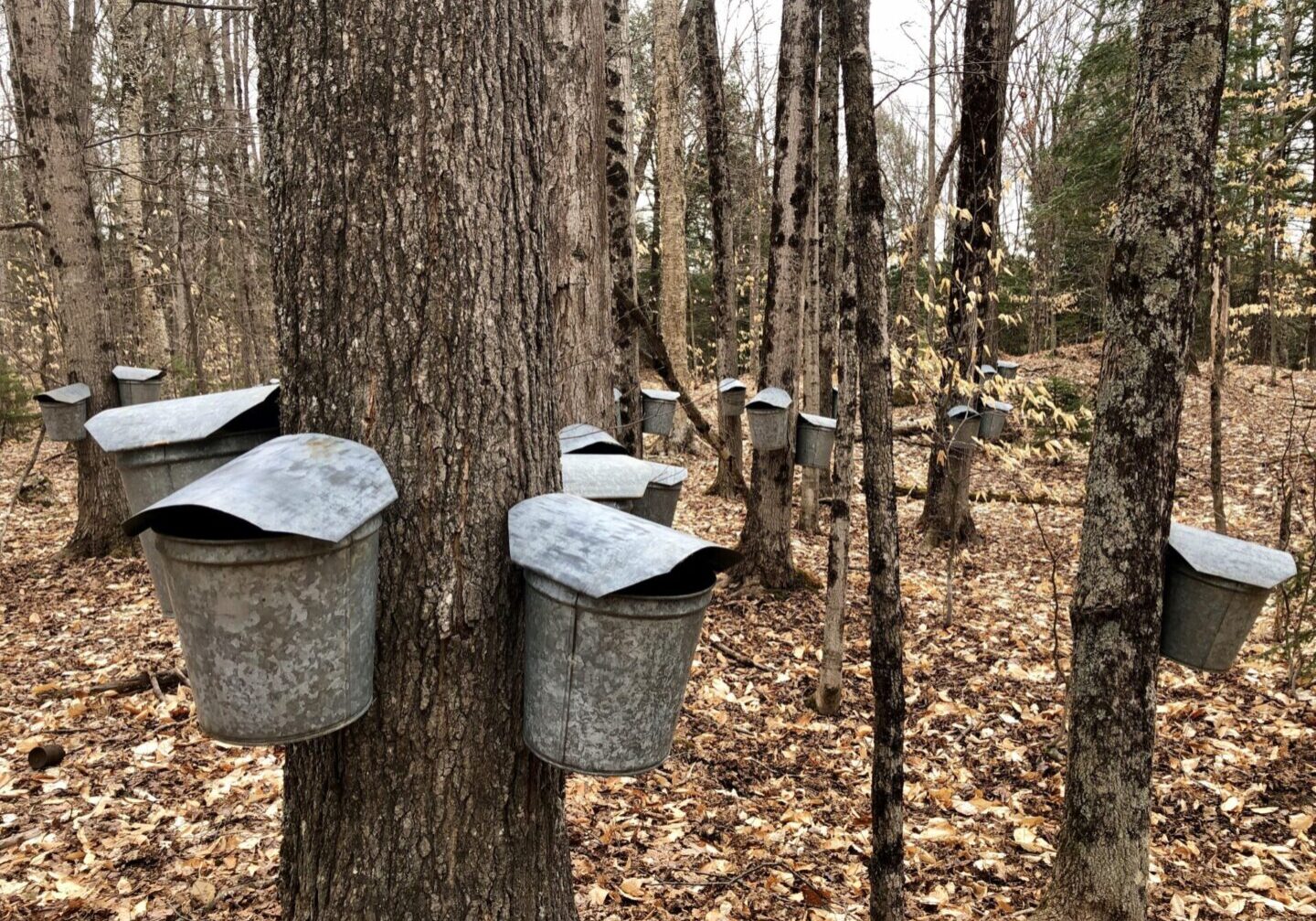 A group of buckets hanging from trees in the woods.