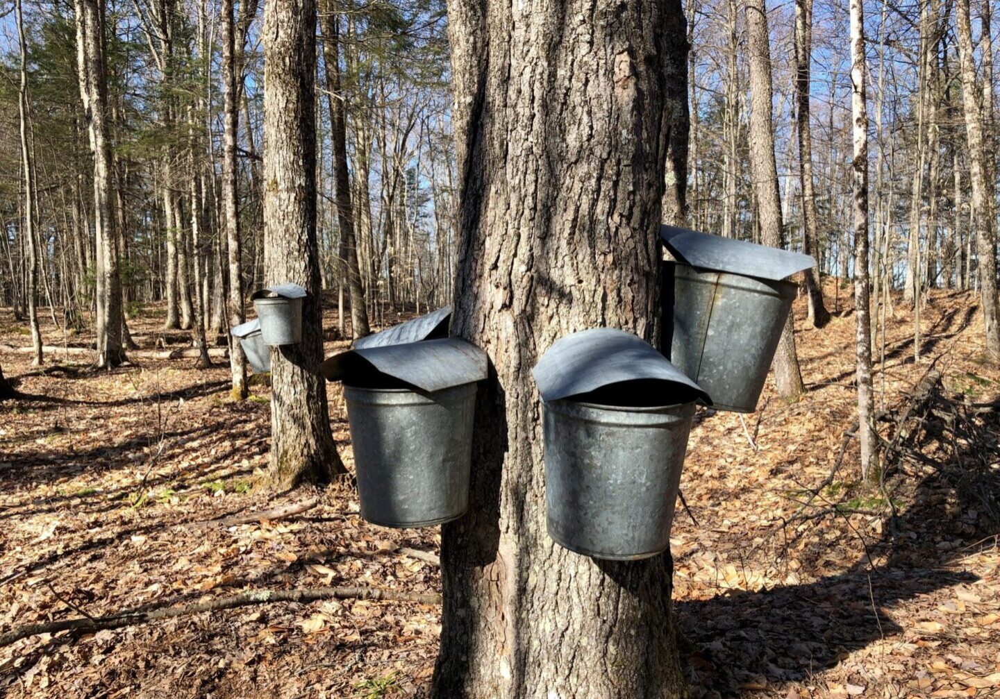 A group of buckets hanging on the side of trees.