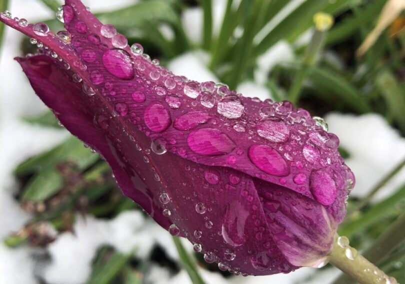 A purple flower with water drops on it.