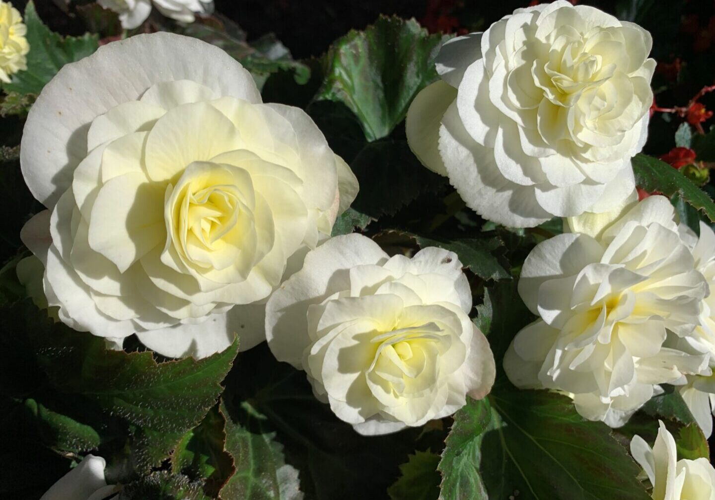 Cluster of white flowers with yellow centers in sunlight.