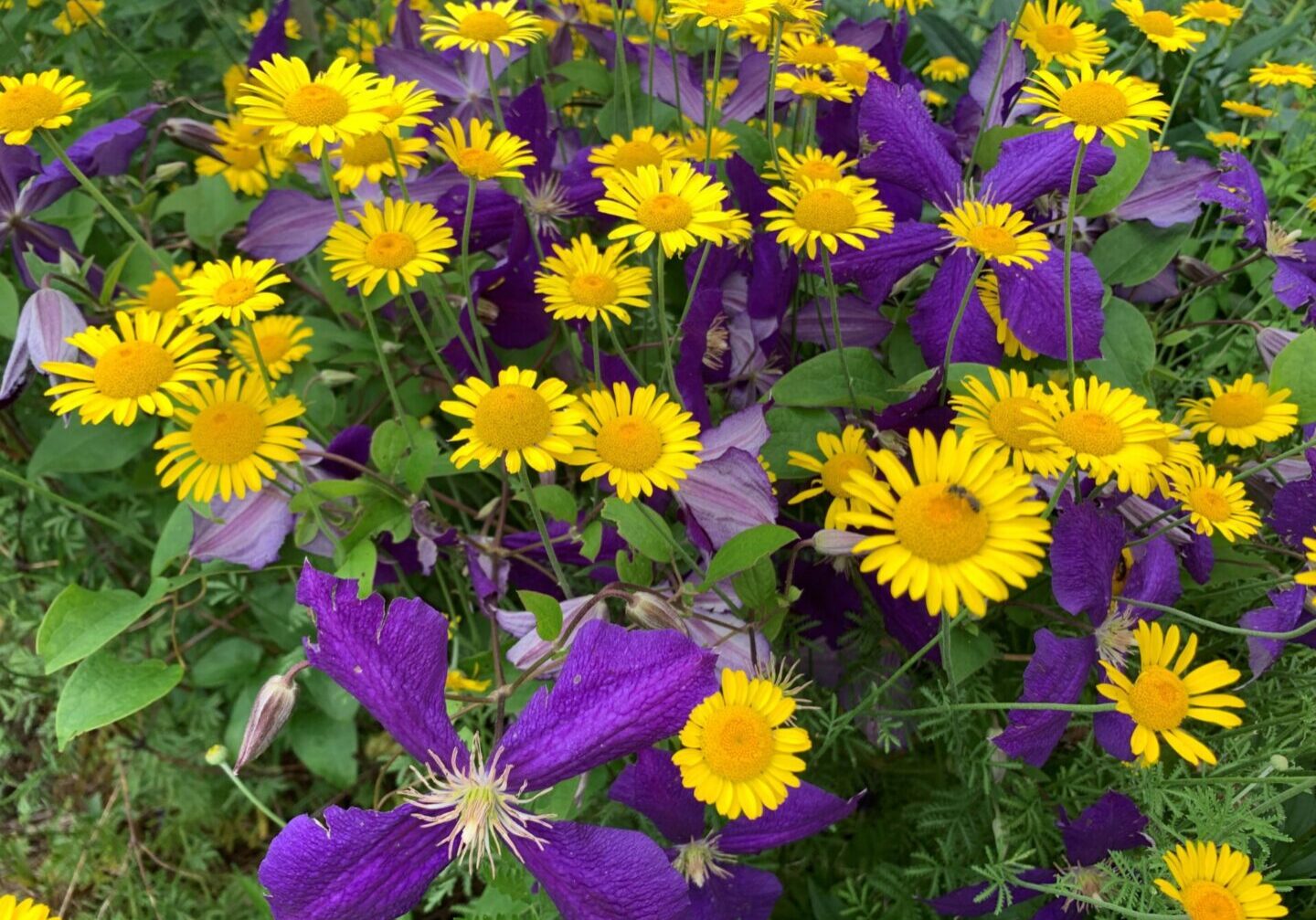 A field of purple and yellow flowers.