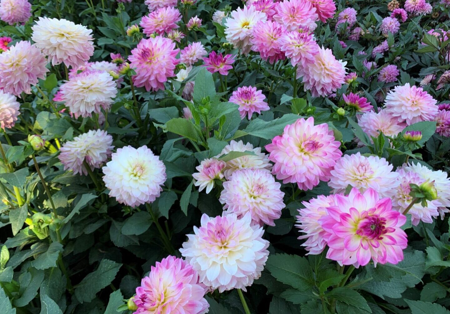 A field of pink and white flowers with green leaves.