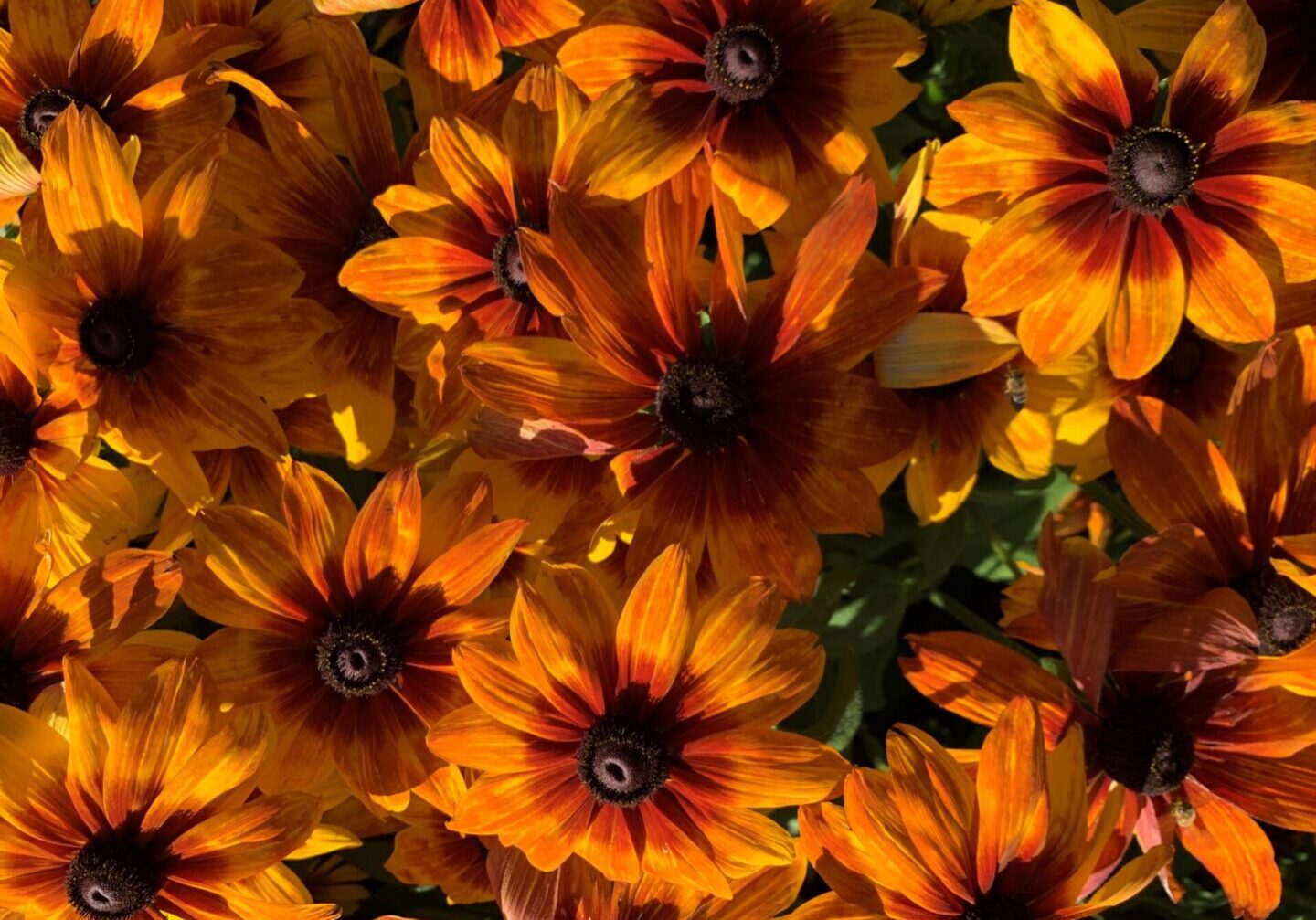 A close up of some orange flowers with green leaves