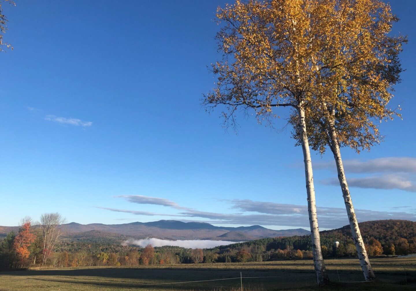A field with trees and mountains in the background.