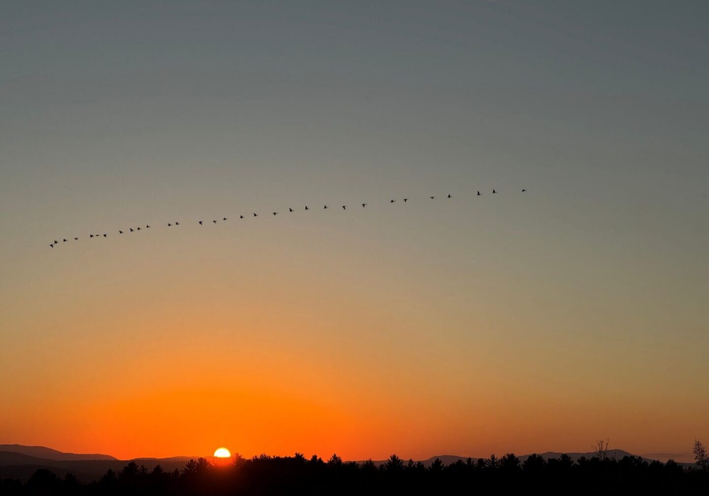 fall 2025 geese 2
