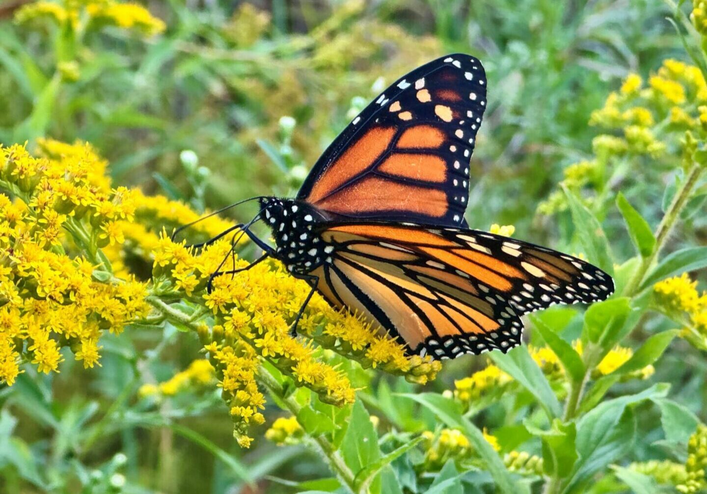 fall 2026 monarch