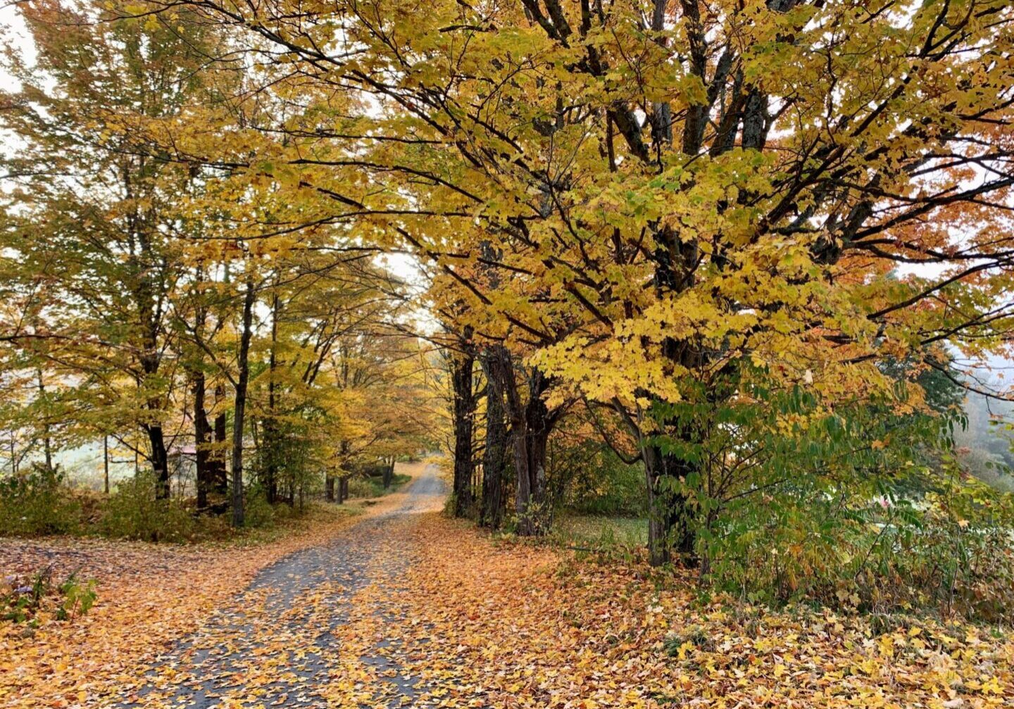 A road with leaves on the ground and trees