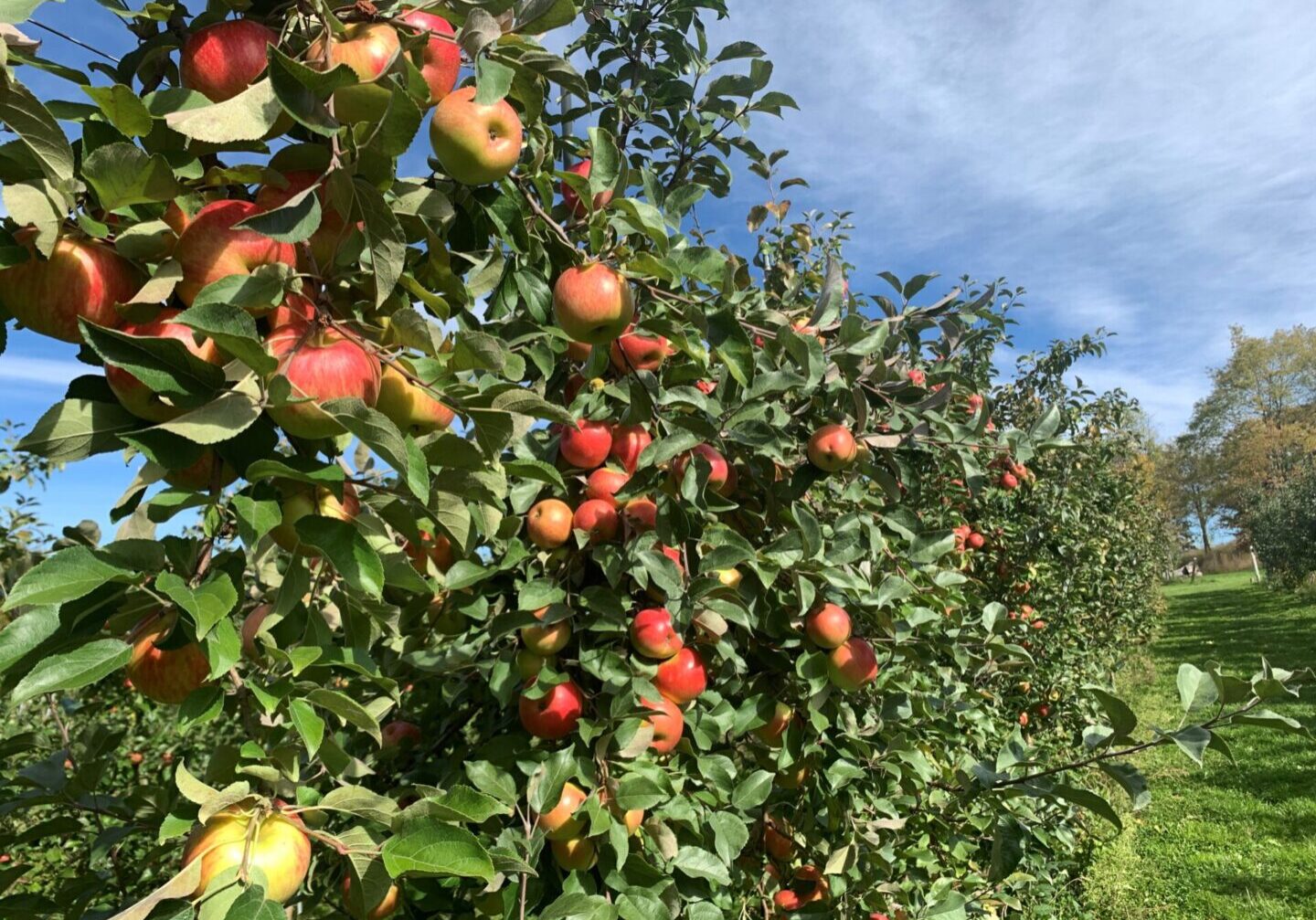 A tree filled with lots of apples on it's branches.