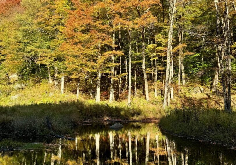 fall birch reflection fall birch reflection
