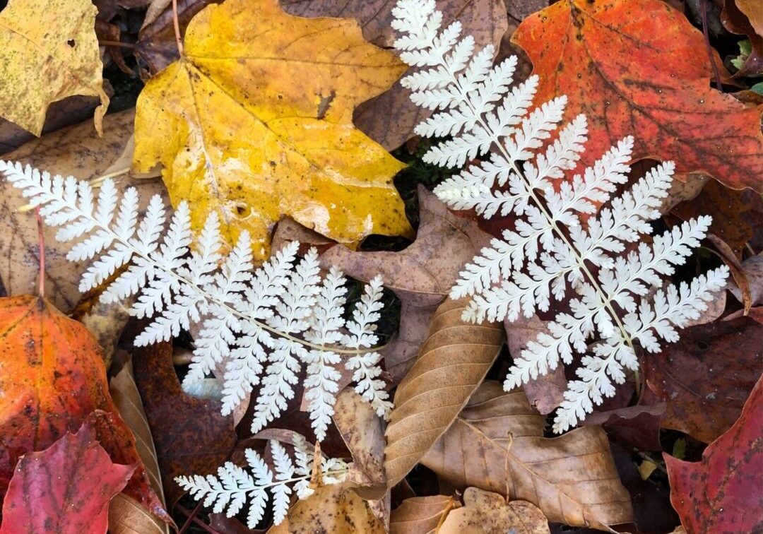 A close up of leaves on the ground