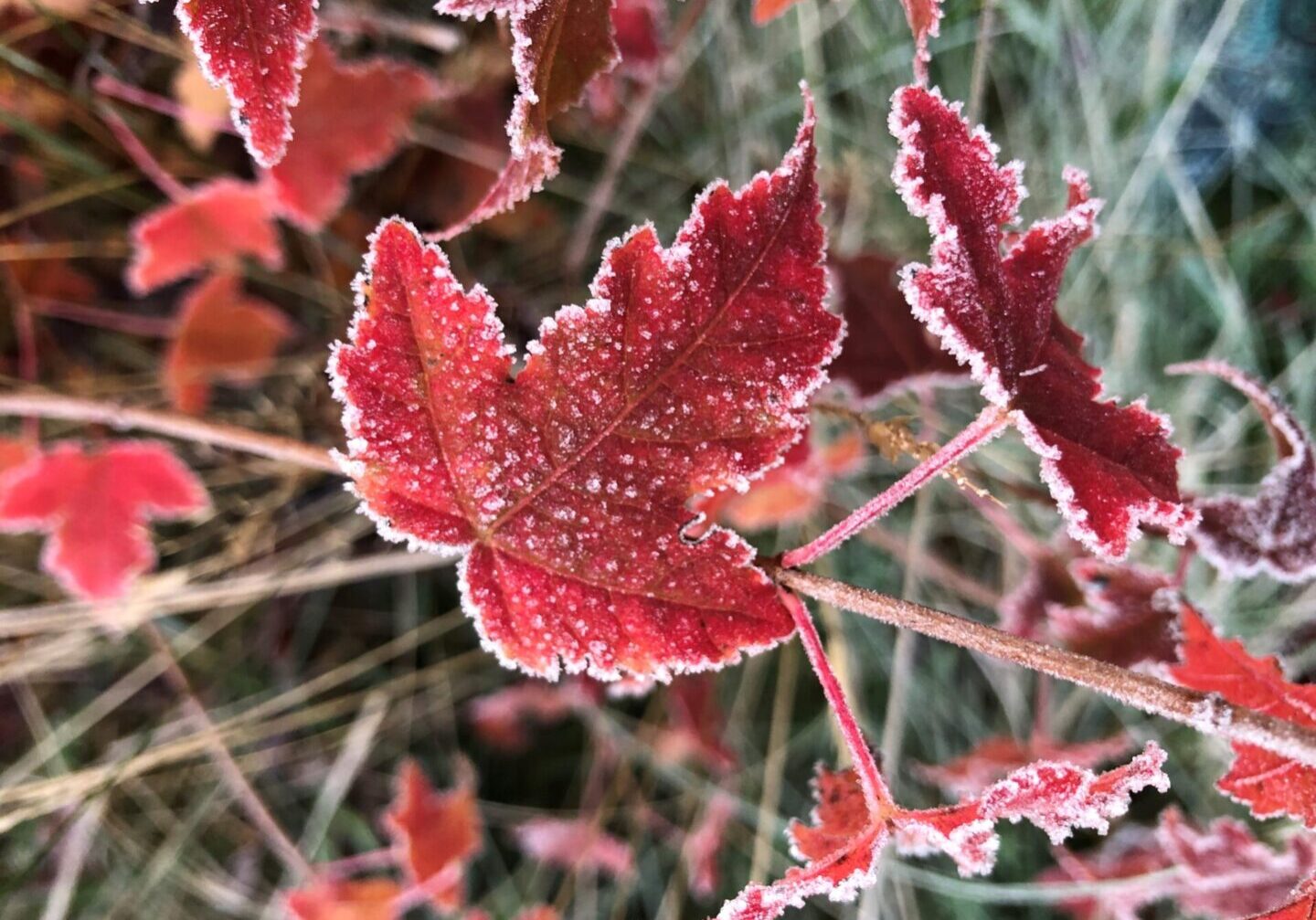 A close up of the leaves on a plant