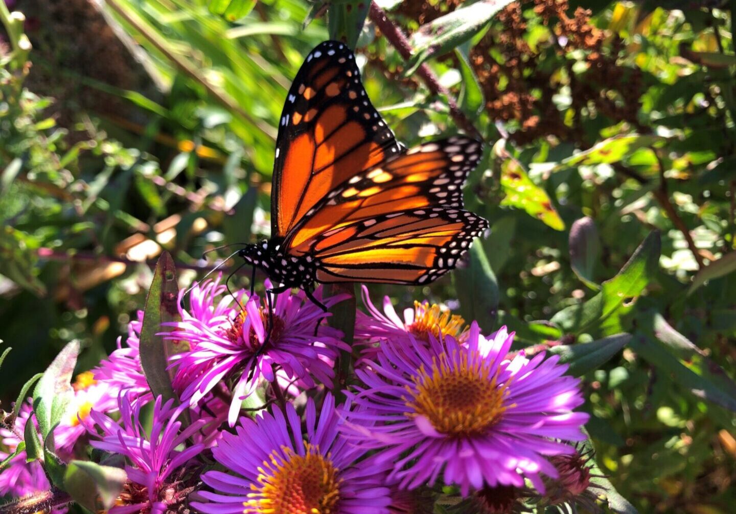 A butterfly is sitting on the flowers of some plants.