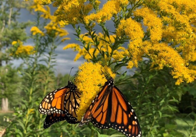 A butterfly is sitting on the flower of a plant.