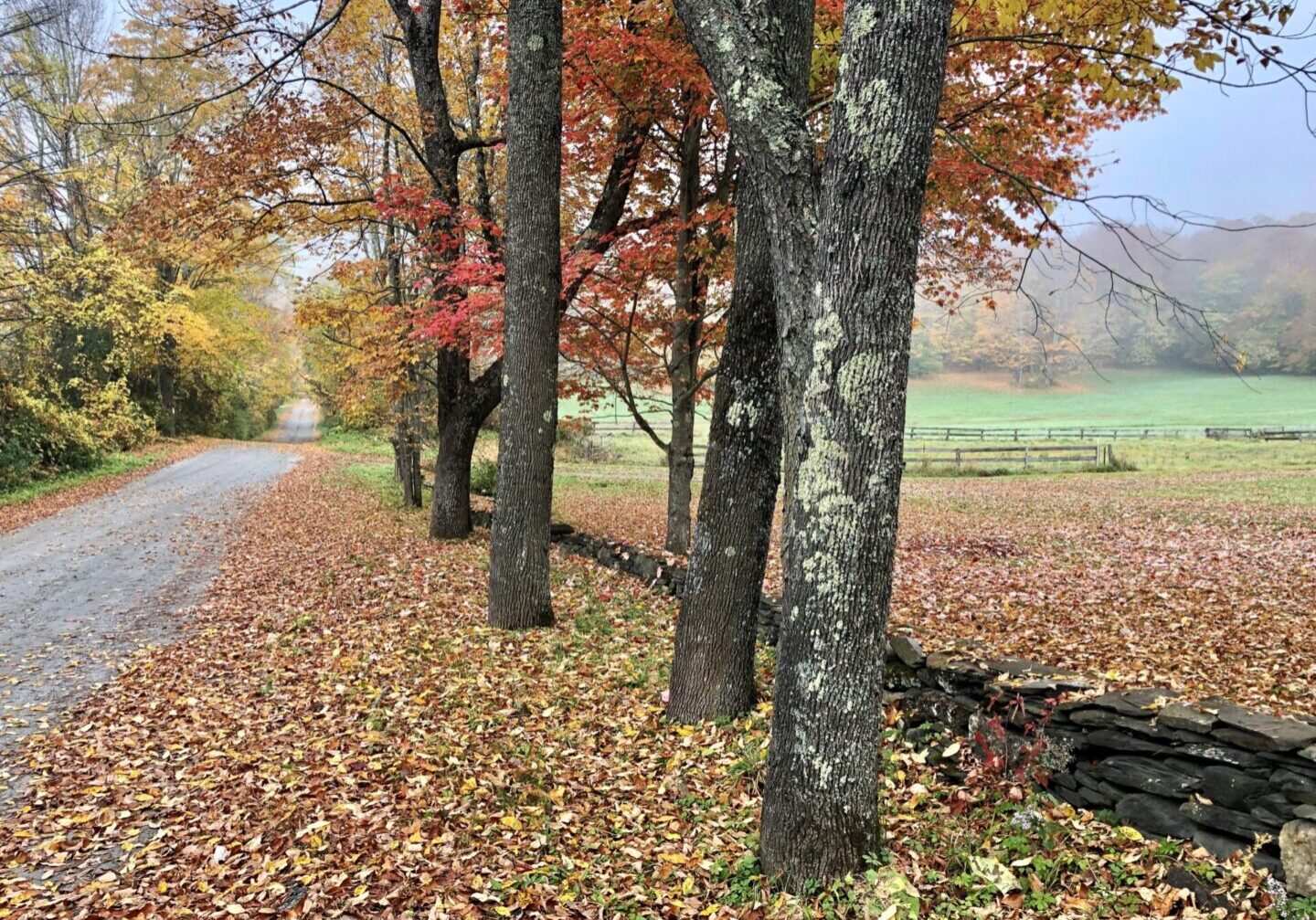 A road with trees and leaves on the ground.