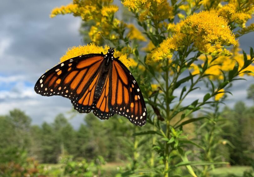 A butterfly is sitting on the flower of a plant.