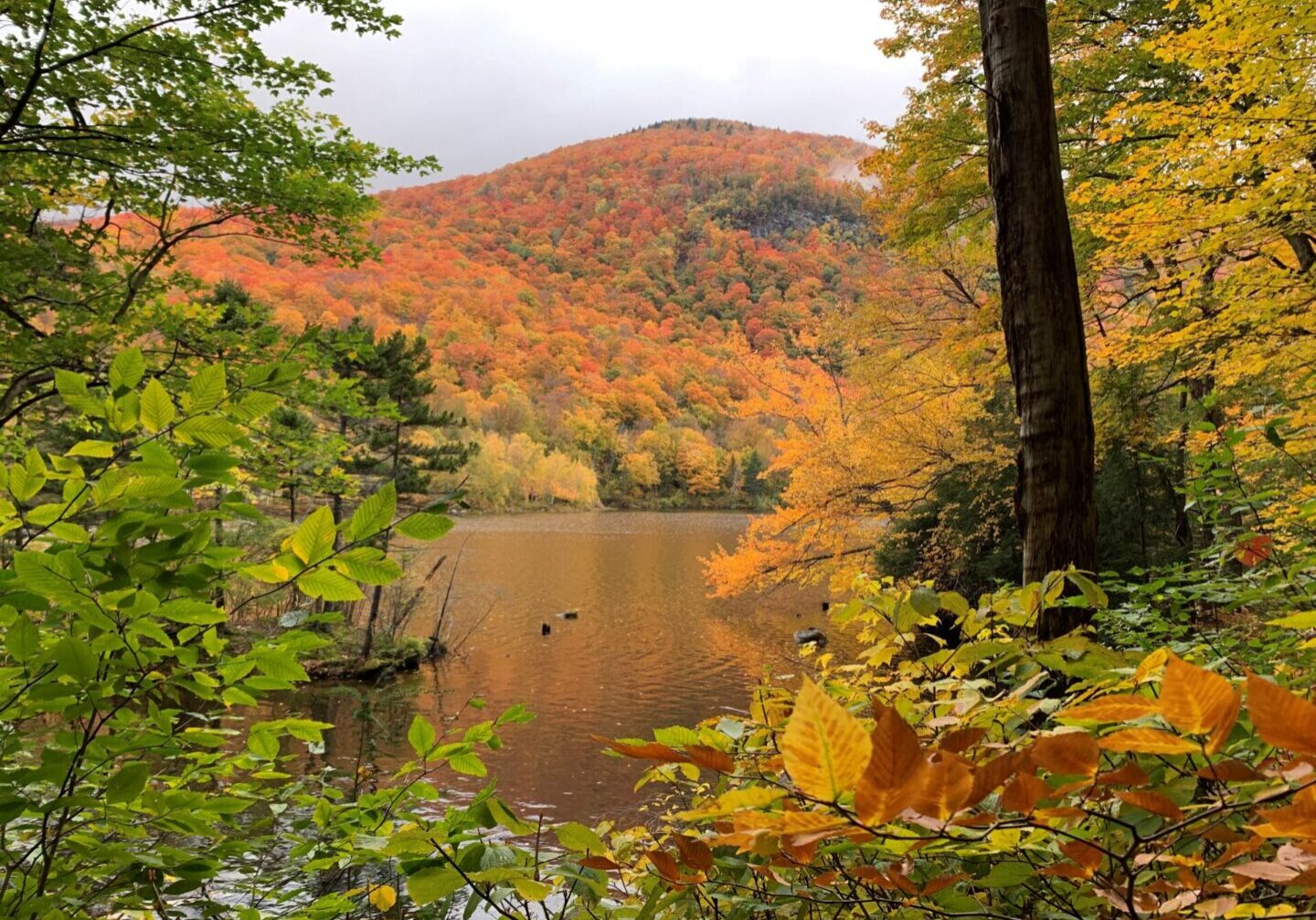 A river surrounded by trees and mountains in the background.