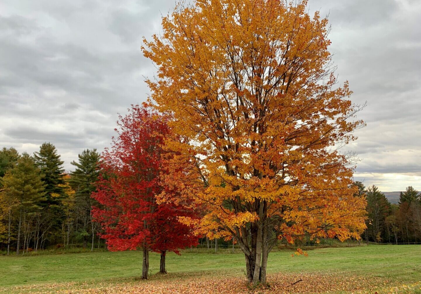 Two trees in a field with one red tree.