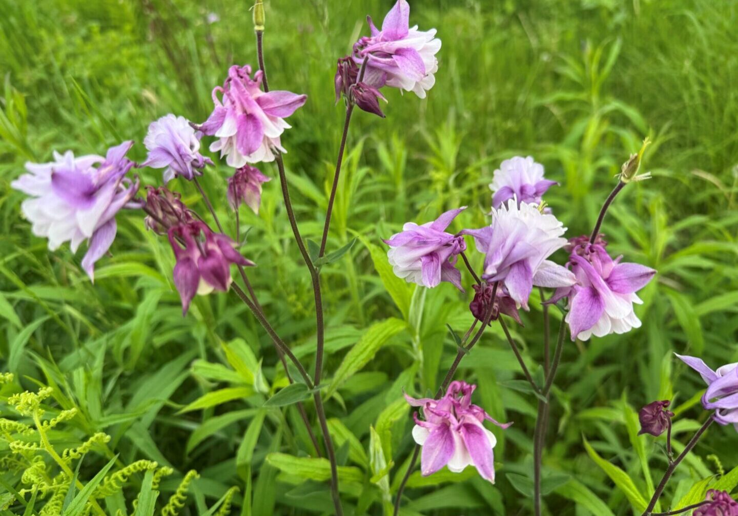 spring columbine