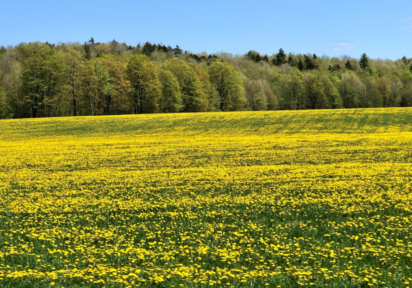 A field of yellow flowers in front of trees.