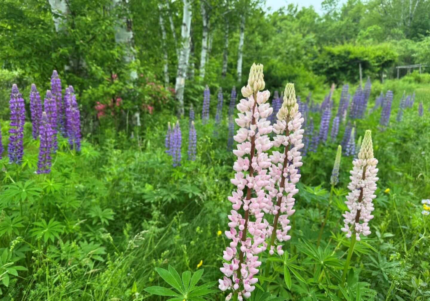 spring lupines pink