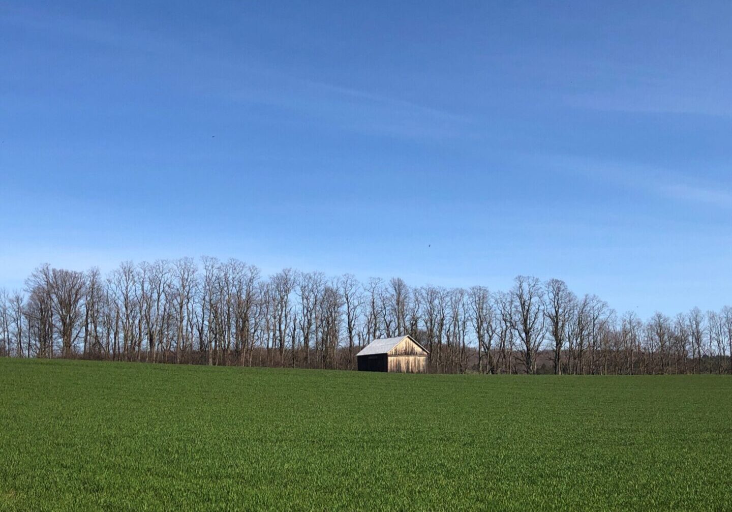 A barn in the middle of a field with trees behind it.