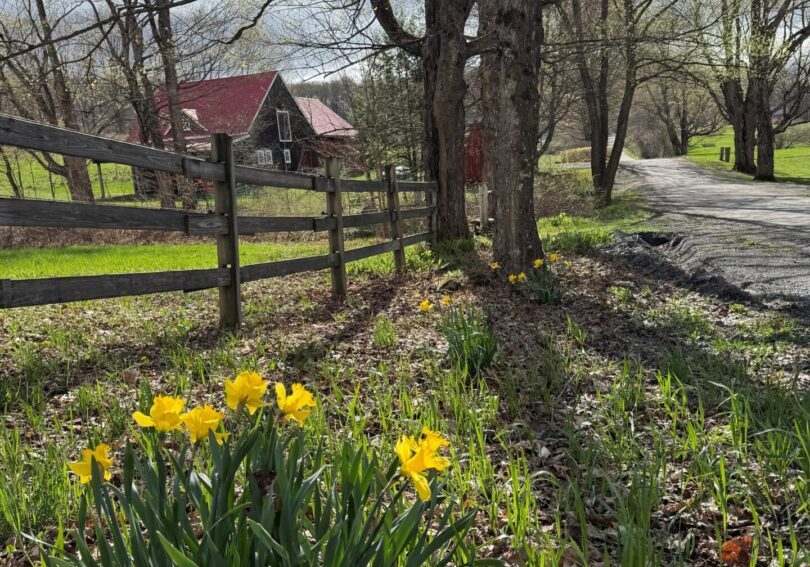 spring murray daffodils