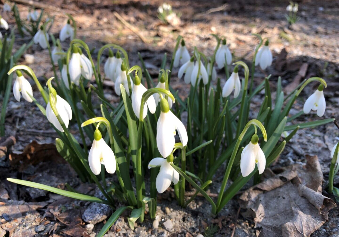 A group of snowdrops growing in the dirt.