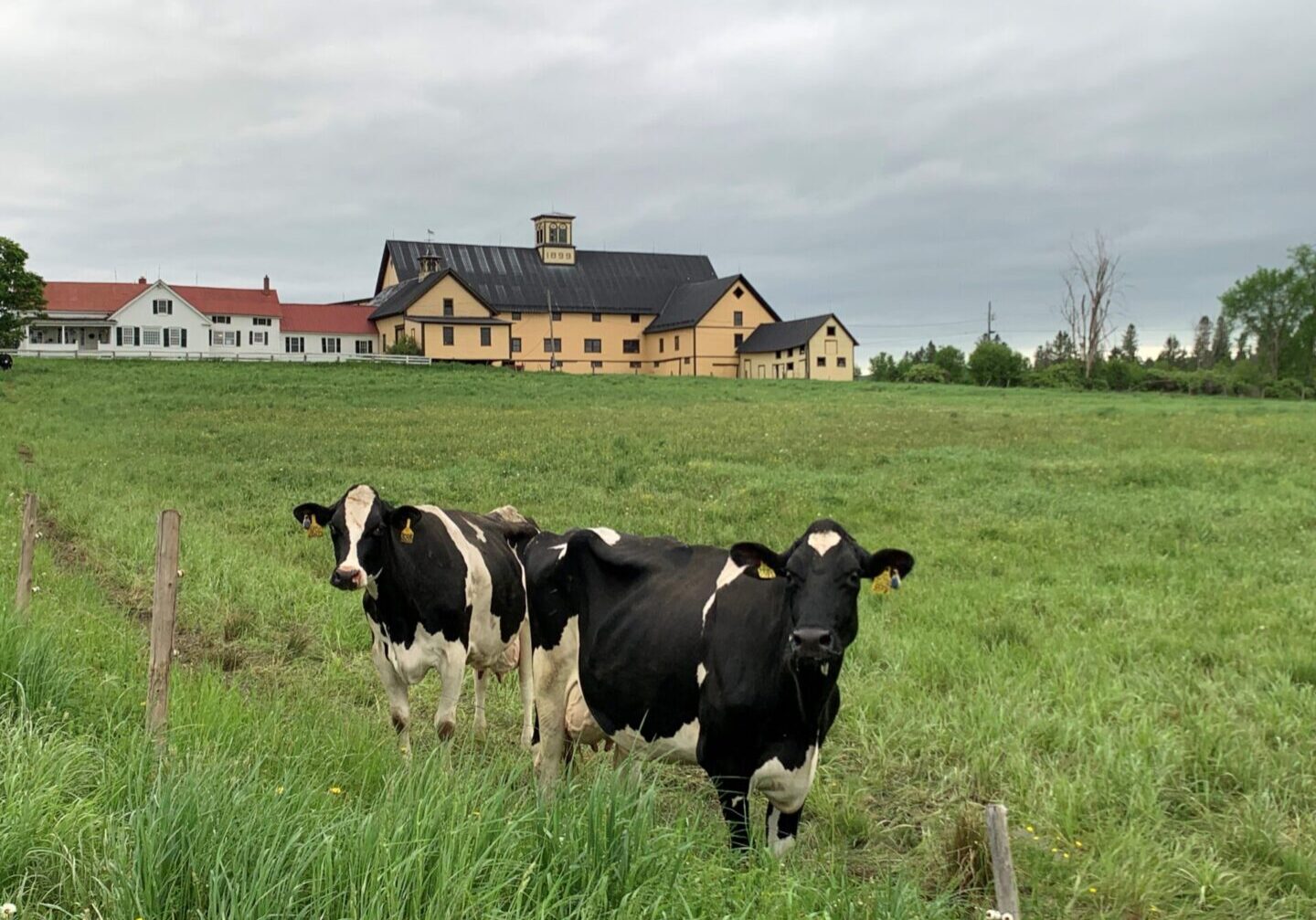 Two cows in a field with a house in the background.