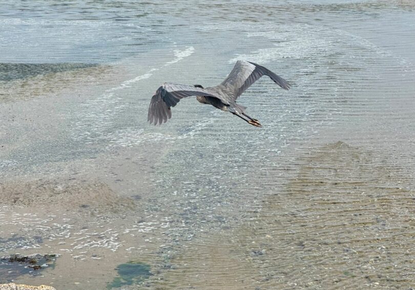 A pelican flying low over the ocean near rocks.