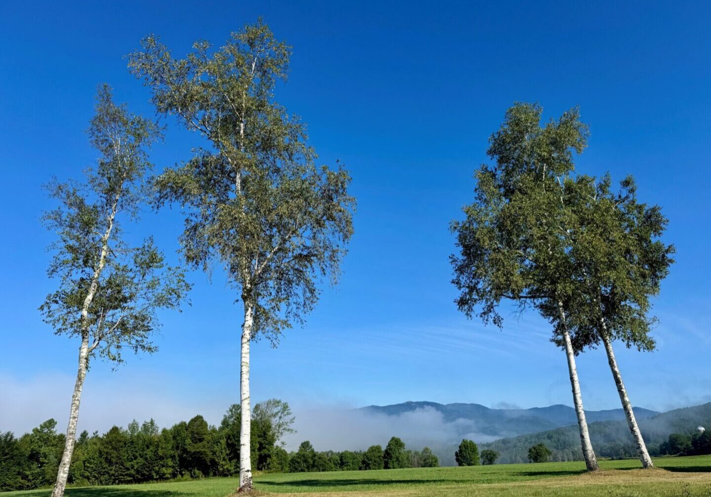 Two tall trees standing against a clear blue sky with distant hills.