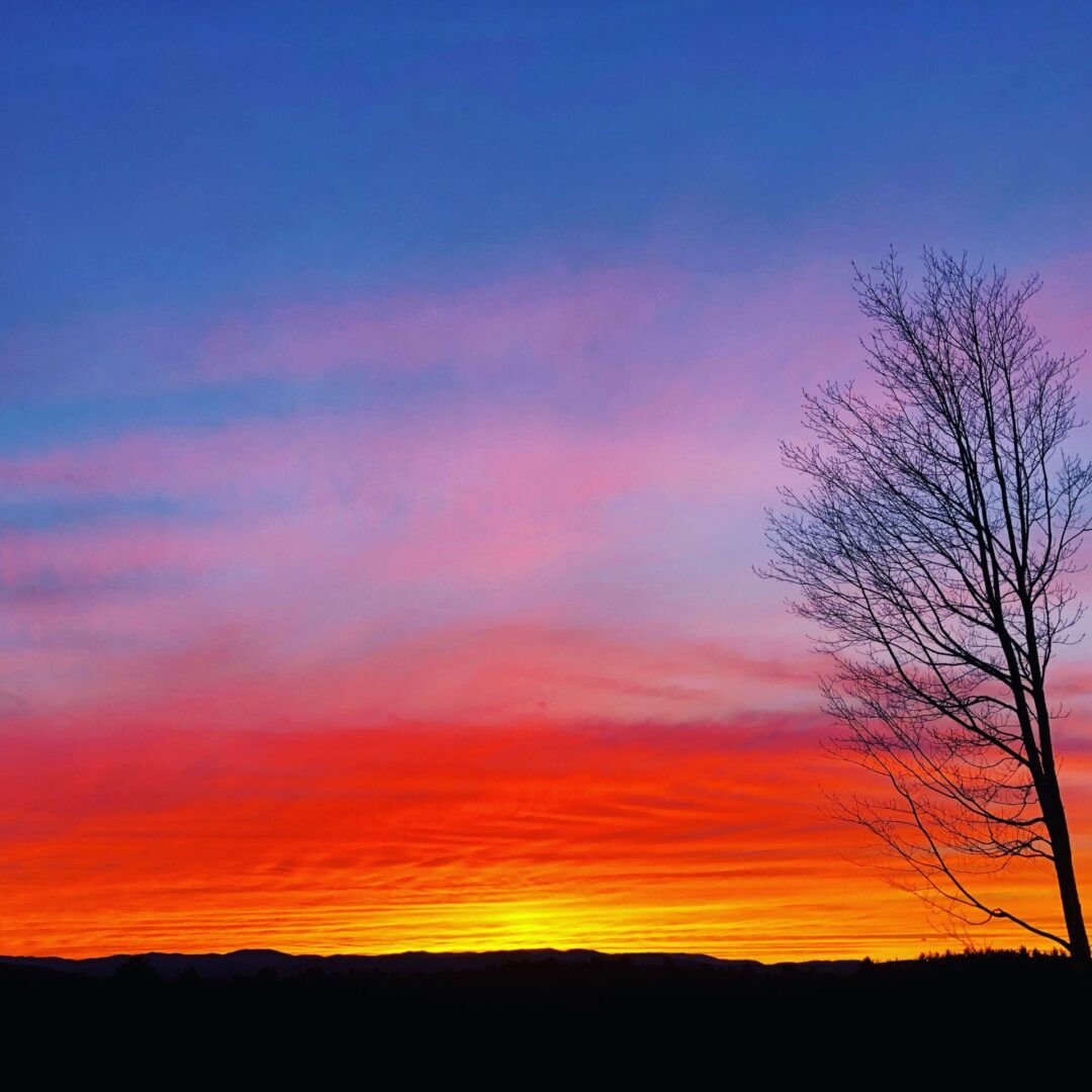 A tree is in the foreground of an orange and blue sunset.