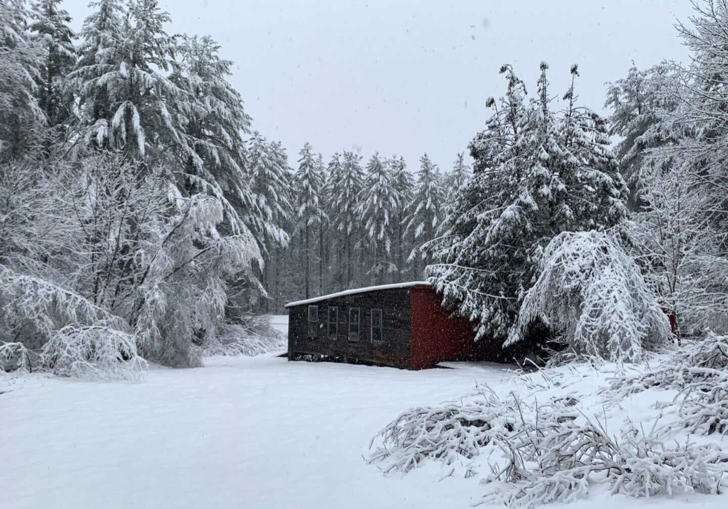 A red shed in the middle of snow covered trees.