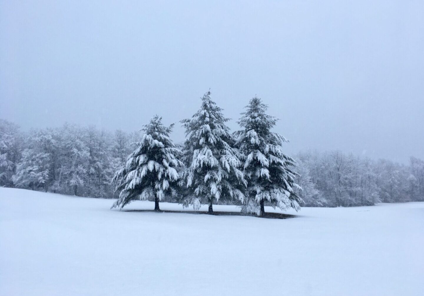 A group of trees in the snow near some trees.