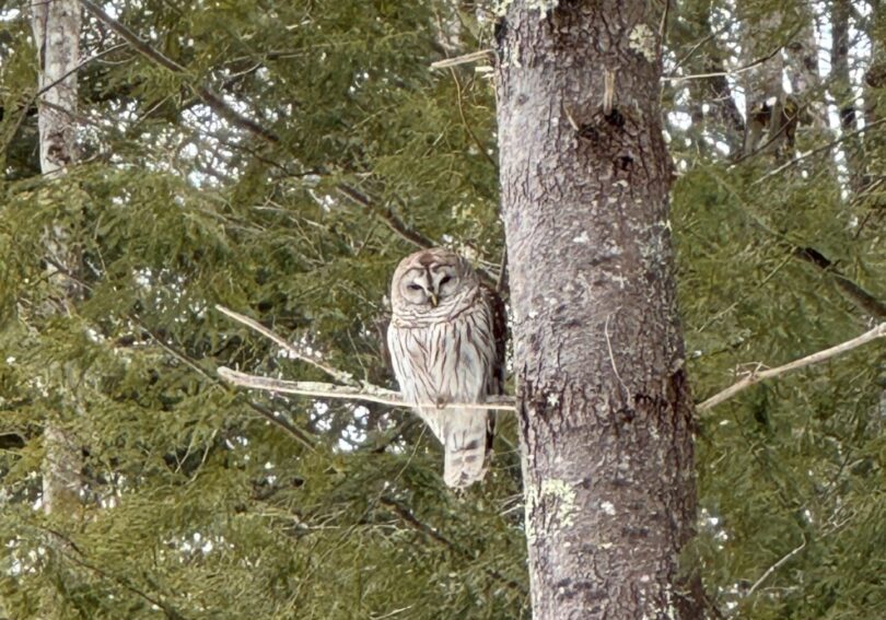 winter barred owl
